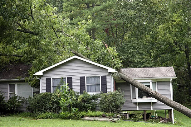 What to Do if a Tree Falls on Your Central Florida Roof